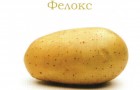 Сорт картофеля: Фелокс