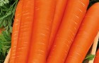 Сорт моркови: Фея