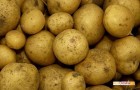 Сорт картофеля: Фиоретта