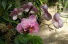Гнездо с орхидеями