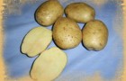 Сорт картофеля: Инара