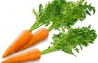 Сорт моркови: Кампо
