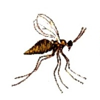 Капустный черешковый комарик