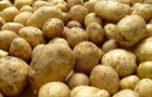 Сорт картофеля: Каратоп