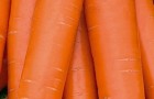 Сорт моркови: Карлена