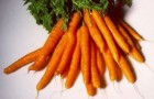 Сорт моркови: Каротан рз