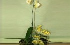 Кашпо с орхидеей
