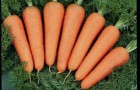 Сорт моркови: Каскад f1