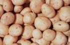 Сорт картофеля: Кемеровчанин