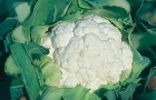 Сорт капусты цветной: Классик f1