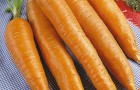 Сорт моркови: Королева осени