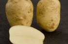 Сорт картофеля: Космос