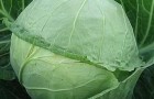 Сорт капусты белокочанной: Крауткайзер f1