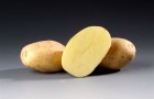 Сорт картофеля: Лабадиа