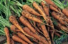Сорт моркови: Лидия f1