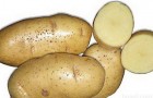 Сорт картофеля: Маяк