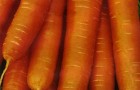 Сорт моркови: Медовая