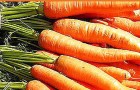 Сорт моркови: Микуловская