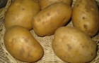 Сорт картофеля: Монализа