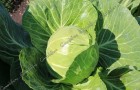 Сорт капусты белокочанной: Нахаленок f1