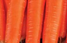 Сорт моркови: Нантезе