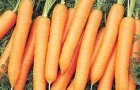 Сорт моркови: Найджел f1