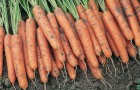 Сорт моркови: Ниагара f1