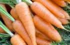 Сорт моркови: Ньюс f1