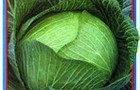 Сорт капусты белокочанной: Олимп f1