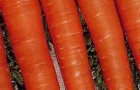 Сорт моркови: Олимпиец f1