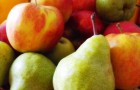 Определитель вредителей плодовых культур