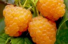 Сорт малины: Оранжевое чудо