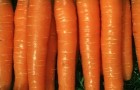Сорт моркови: Подруга