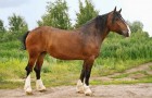 Порода лошади - Владимирский тяжеловоз