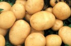 Сорт картофеля: Предгорный