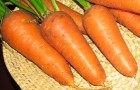 Сорт моркови: Престо f1