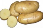 Сорт картофеля: Рагнеда