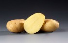 Сорт картофеля: Рамос