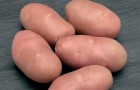 Сорт картофеля: Ред анна