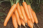 Сорт моркови: Рига рз f1
