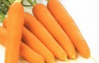 Сорт моркови: Садко