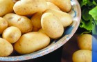 Сорт картофеля: Салин