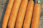 Сорт моркови: Самсон