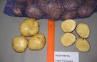 Сорт картофеля: Сатурна