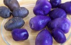 Сорт картофеля: Сиреневый туман