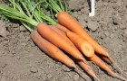 Сорт моркови: Сиркана f1