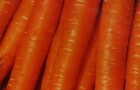 Сорт моркови: Скромница