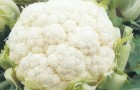 Сорт капусты цветной: Снегурочка f1