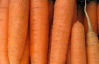 Сорт моркови: Соната