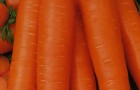 Сорт моркови: Супер мускат